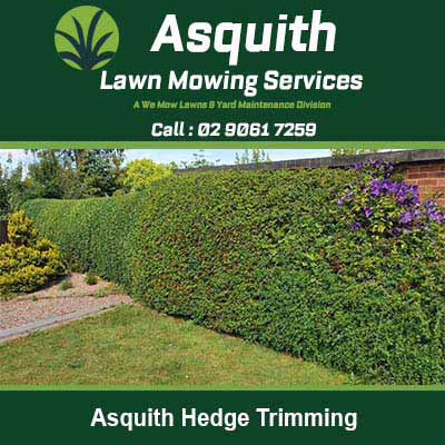 Neatly trimmed hedge along driveway in Asquith