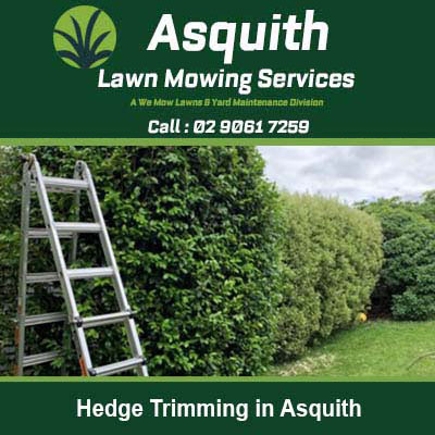 Ladder positioned next to a tall green hedge in Asquith