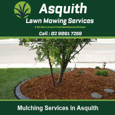 Tree surrounded by fresh wood chip mulch in Asquith